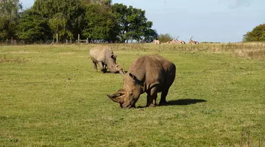 Two white rhinos at Whipsnade Zoo in their outdoor paddock with gemsbok in the background