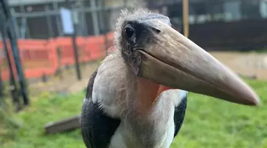 Marabou stork 'the undertaker bird' at Whipsnade Zoo