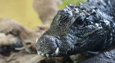 African dwarf crocodile closeup at Whipsnade Zoo