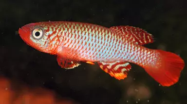 Greek killifish in aquarium, bright red with shades of blue.