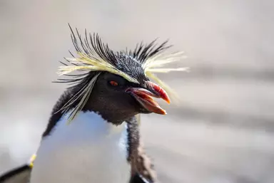 Rockhopper penguin with beak open