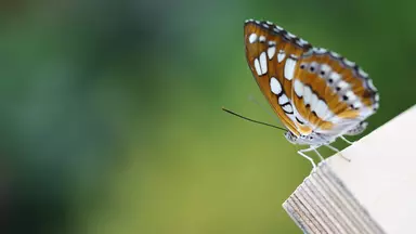 Butterfly at Whipsnade Zoo butterfly house