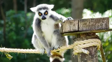Ring tailed lemur climbing at Whipsnade Zoo