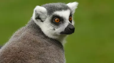 Ring tailed lemur at Whipsnade Zoo