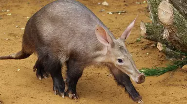 An aardvark at Whipsnade Zoo