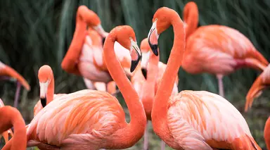 Flamingos at Whipsnade Zoo