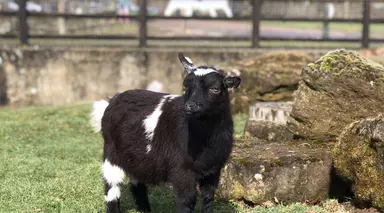 Jasmine the pygmy goat at Whipsnade Zoo