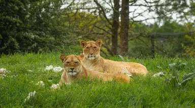 Lionesses Waka and Winta at Whipsnade Zoo