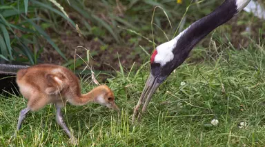 A red crowned crane chick, with mother Blossom searching for food at Whipsnade Zoo