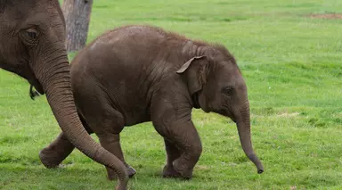 Asian elephants Elizabeth and Nang Phaya running in their grassy paddock