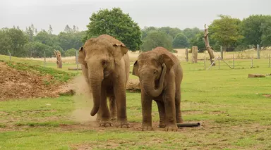 Two elephants at Whipsnade Zoo in their grassy paddock