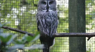 Great Grey Owl in Owl Wood