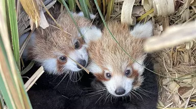 Red panda cubs at Whipsnade Zoo