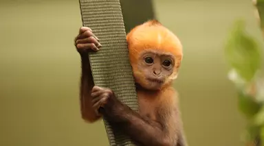 Baby Endangered Francois Langur Citrus at Whipsnade Zoo