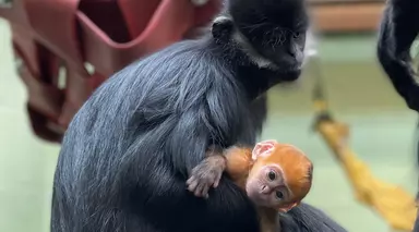 Baby francois langur held in Mums arm.