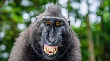 Sulawesi crested macaque grimace, threatening behavior 