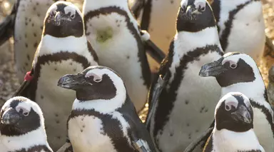 A colony of African penguins