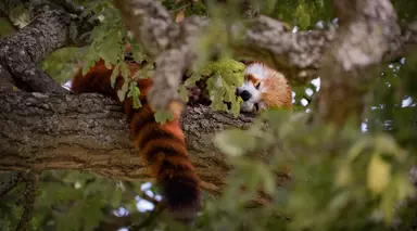 Ruby the red panda at Whipsnade Zoo sleeping in an oak tree