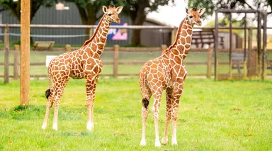 Two baby giraffe calves pictured outdoors in their paddock 