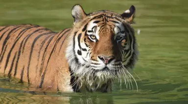 Amur tiger Miron takes a refreshing dip in his pool 