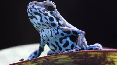 Blue poison dart frog