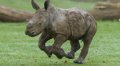 Baby southern white rhino born October running outside for the first time