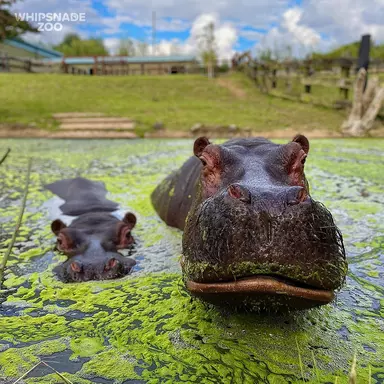 Hordor and Lola hippos at Whipsnade Zoo