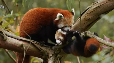 A red panda mum and baby on a branch with leaves in the background