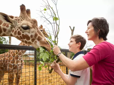 Meet the Elephants | Whipsnade Zoo