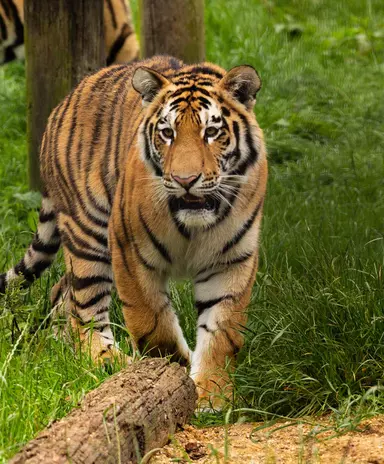 Amur tiger | Whipsnade Zoo