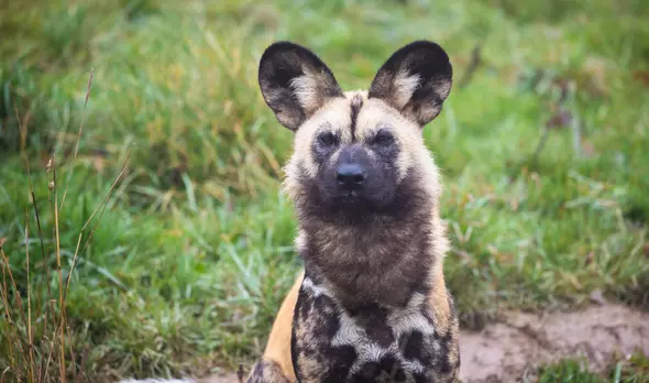 Whipsnade Zoo Animals | Whipsnade Zoo Whipsnade Zoo Animals | Whipsnade Zoo