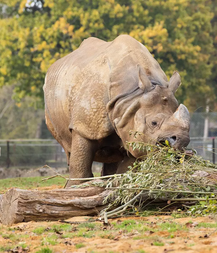 Greater one-horned rhino | Whipsnade Zoo Greater one-horned rhino | Whipsnade Zoo
