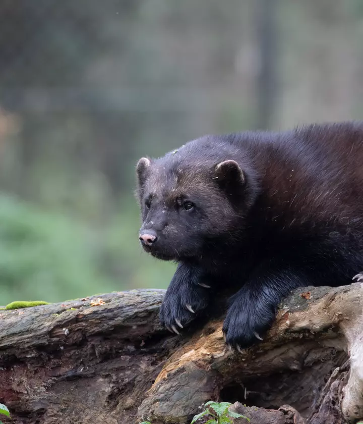 Wolverine | Whipsnade Zoo Wolverine | Whipsnade Zoo
