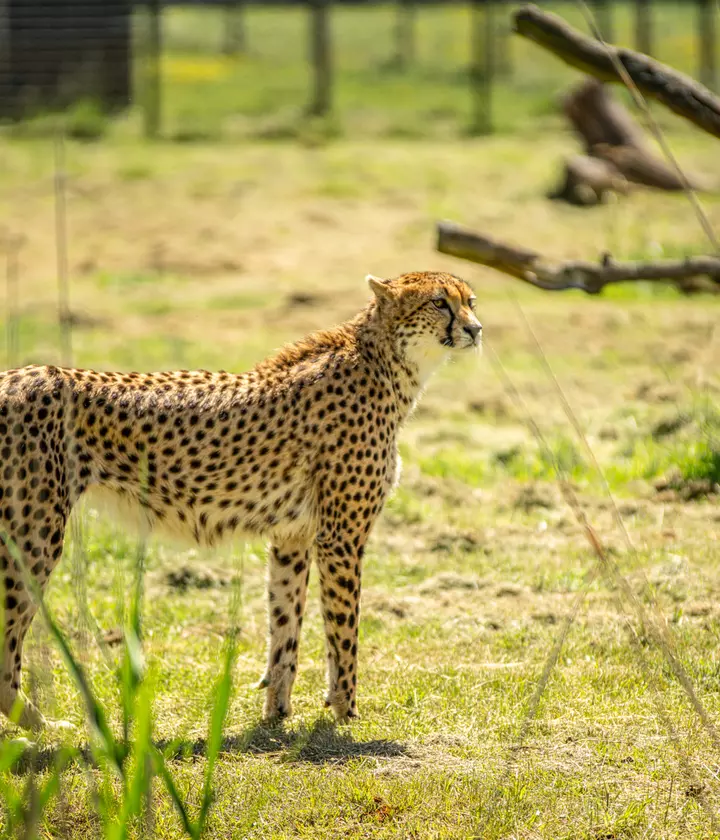 10 things you didn't know about cheetahs | Whipsnade Zoo