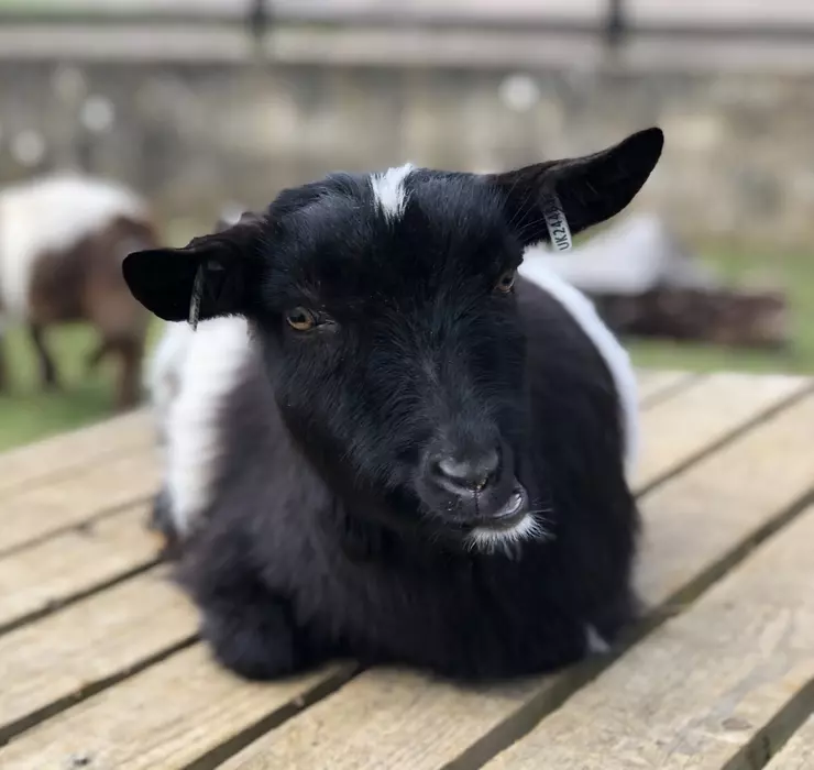 Pygmy Goat - Lehigh Valley Zoo