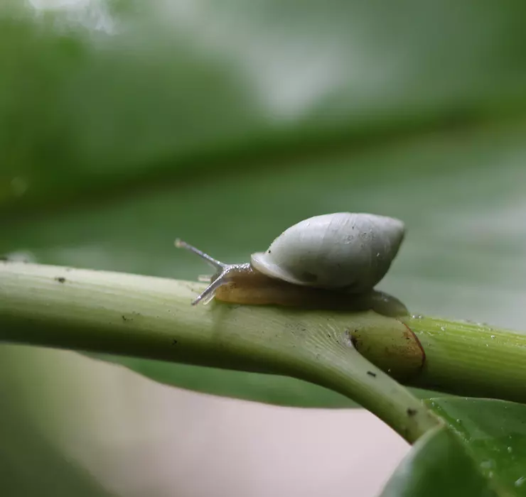 Polynesian snails release is biggest ever of 'extinct in the wild