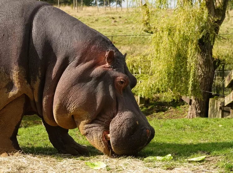 Common hippo at Whipsnade Zoo