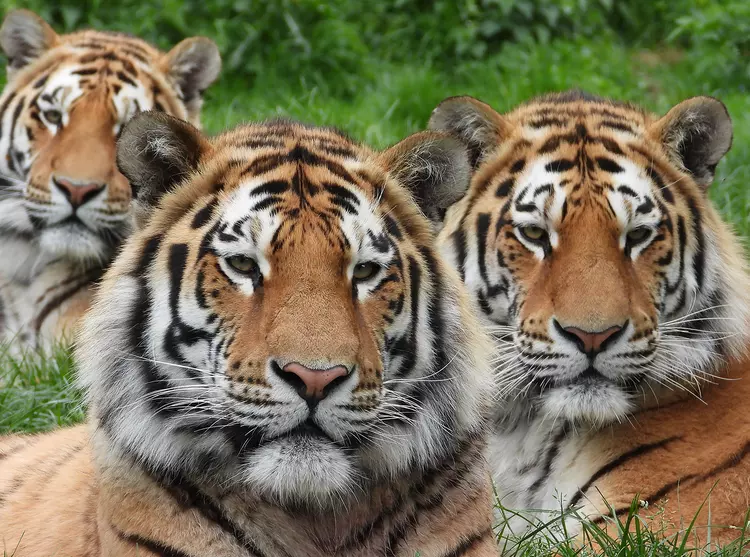 Three tiger brothers Makari Czar and Dmitri
