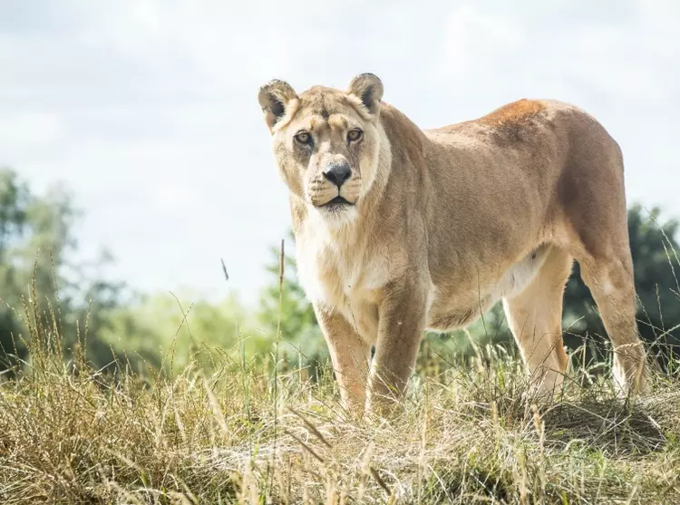 African lion at Whipsnade Zoo