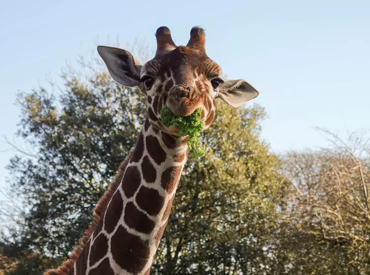 Khari the giraffe eating kale 