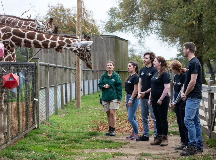 A group of Keeper for a Day experience participants with a giraffe