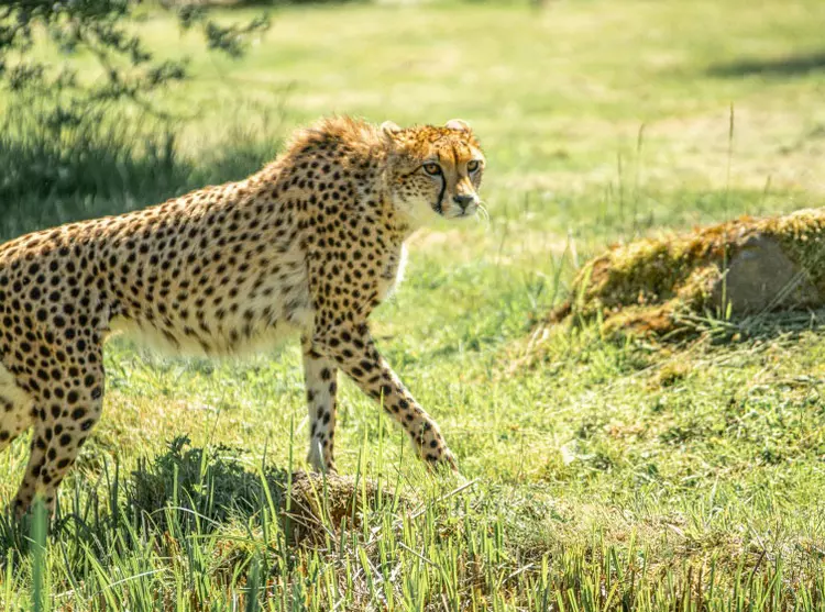 A cheetah at Whipsnade Zoo 