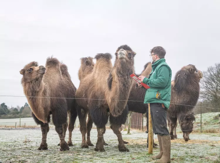 Keeper George with the camels at Whipsnade Zoo