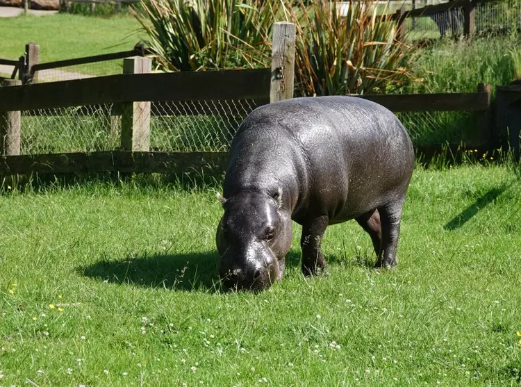 Tapon the hippo eating grass in the paddock at Whipsnade Zoo