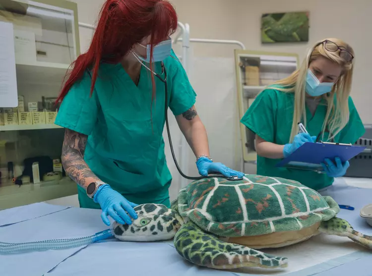 Two vets performing a health check on a soft toy turtle