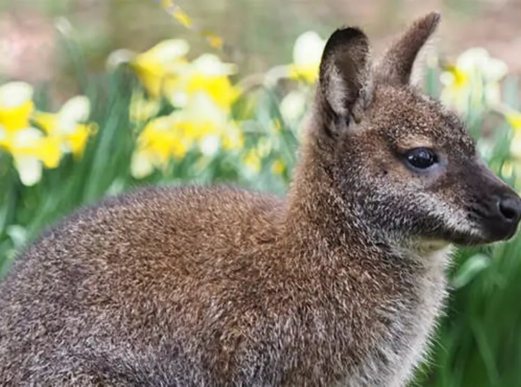 Wallaby in springtime in front of daffodils
