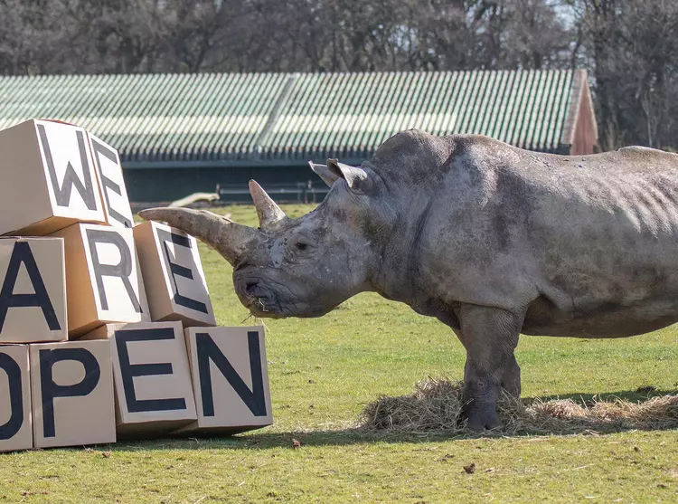 White rhino at reopening of Whipsnade Zoo