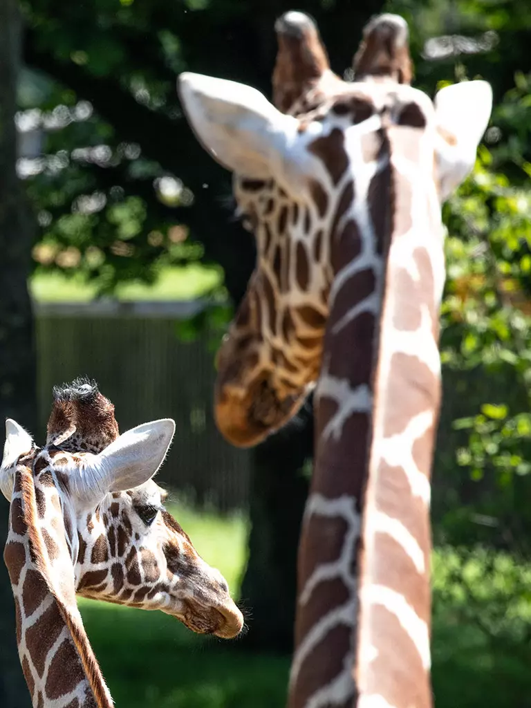 Filming | Whipsnade Zoo