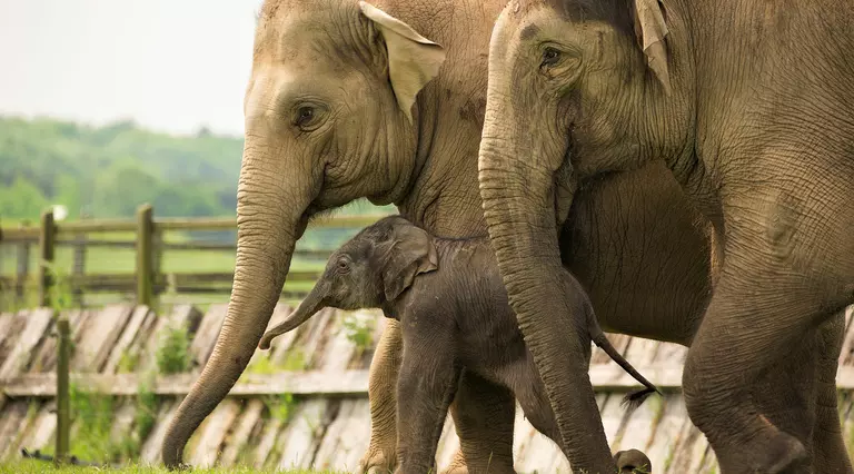 Asian elephants with an elephant calf