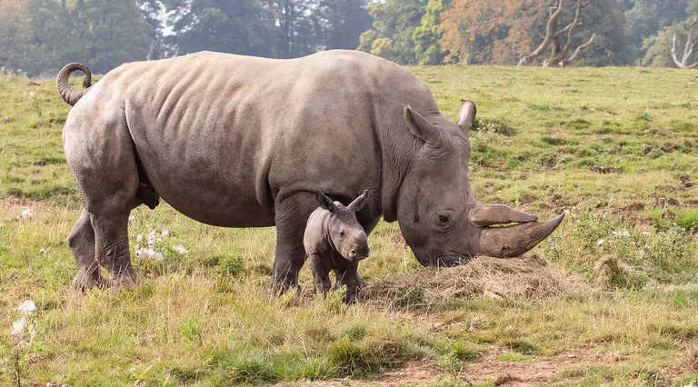 Southern white rhino calf, Nandi, out in the paddock with mum Tuli